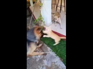 video by vide funny - funny videos